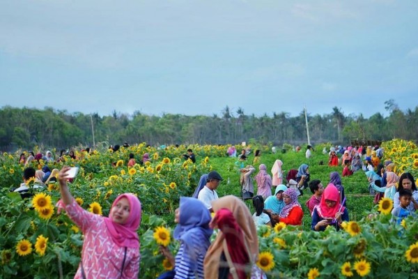 kebun bunga matahari jogja